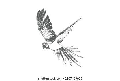 Hand drawn sketch black and white vintage exotic tropical bird parrot macaw flying. Vector illustration isolated object