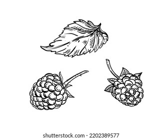 Hand drawn sketch black and white of raspberry branch, berry, leaf. Vector illustration. Elements in graphic style label, card, sticker, menu, package. Engraved style illustration.