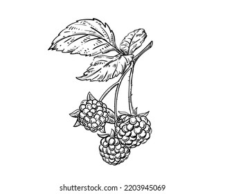 Hand drawn sketch black and white of raspberry branch, berry, leaf. Vector illustration. Elements in graphic style label, card, sticker, menu, package. Engraved style illustration.