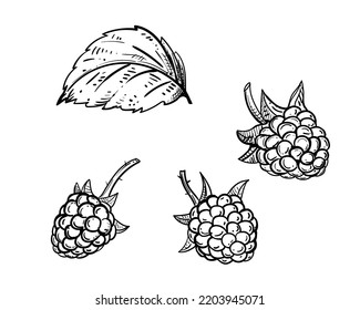 Free Vector  Hand draw brambleberry on white background