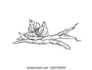 Hand drawn sketch black and white illustration set of string bean, leaf. Vector illustration. Elements in graphic style label, sticker, menu, package. Engraved style illustration.