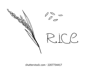 Hand drawn sketch black and white of rice plant, ear, leaf, grain. Vector illustration. Elements in graphic style label, card, sticker, menu, package. Engraved style illustration.