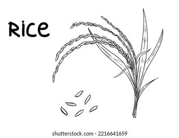 Hand drawn sketch black and white of rice plant, ear, leaf, grain. Vector illustration. Elements in graphic style label, card, sticker, menu, package. Engraved style illustration.