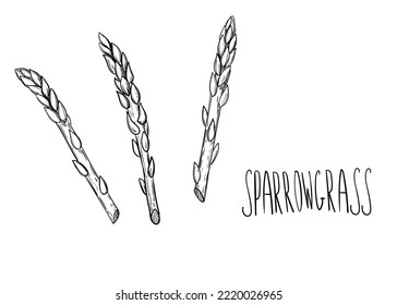 Hand drawn sketch black and white asparagus, grass, sparrowgrass. Vector illustration. Elements in graphic style label, card, sticker, menu, package.