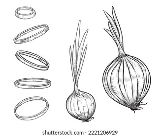 Hand drawn sketch black and white set of onion, slice, rings. Vector illustration. Elements in graphic style label, card, sticker, menu, package. Engraved style illustration.