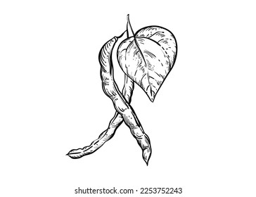 Hand drawn sketch black and white illustration set of string bean, leaf. Vector illustration. Elements in graphic style label, sticker, menu, package. Engraved style illustration.