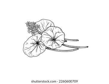 Hand drawn sketch black and white illustration set of gotu kola, Centella asiatica, flower, leaf. Vector illustration. Elements in graphic style label, sticker, menu, package. Engraved style.