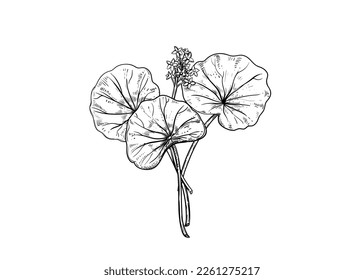 Hand drawn sketch black and white illustration set of gotu kola, Centella asiatica, flower, leaf. Vector illustration. Elements in graphic style label, sticker, menu, package. Engraved style.