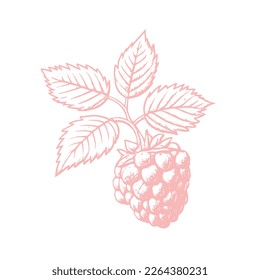 Hand drawn sketch black and white of raspberry, leaf, berry plant. Vector illustration. Elements in graphic style label, card, sticker, menu, package. Engraved style illustration.