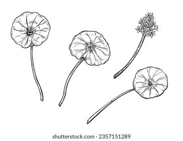 Hand drawn sketch black and white illustration set of gotu kola, Centella asiatica, flower, leaf. Vector illustration. Elements in graphic style label, sticker, menu, package. Engraved style.