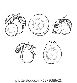 Hand drawn sketch black and white of fruit guava, slice, leaf Vector illustration. Guava fruit line icon