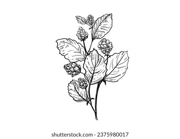 Handgezeichnete Skizze, schwarz-weißes Illustrationssatz von Psoralea corylifolia, Blume, Blatt. Vektorgrafik. Elemente in grafischem Stil, Aufkleber, Menü, Verpackung. Stilvoll graviert.