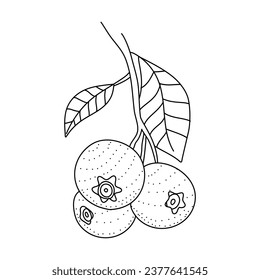 Hand drawn sketch black and white blueberry branch, fruit, leaf. Vector illustration. Elements in graphic style label, card, sticker, menu, package. Engraved style.
