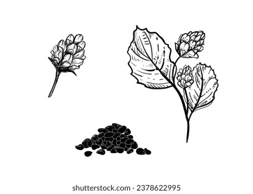 Esbozo dibujado a mano conjunto de ilustraciones en blanco y negro de Psoralea corylifolia, flor, hoja, semillas. Ilustración vectorial. Elementos en etiqueta de estilo gráfico, pegatina, menú, paquete. Estilo grabado.