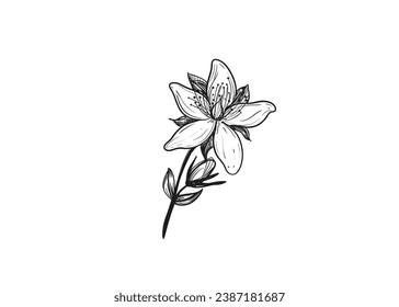 Hand drawn sketch black and white illustration set of hypericum, Saint Johns wort, flower, leaf. Vector illustration. Elements in graphic style label, sticker, menu, package. Engraved style.