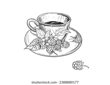 Hand drawn sketch black and white illustration cup of tea raspberry, leaf, berry. Vector illustration. Elements in graphic style label, sticker, menu, package. Engraved style.
