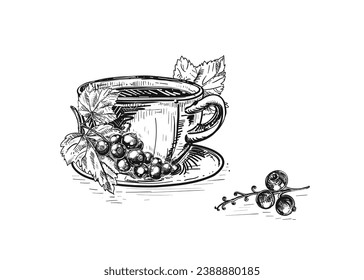 Hand drawn sketch black and white illustration cup of tea black currant, blackberry, leaf, berry. Vector illustration. Elements in graphic style label, sticker, menu, package. Engraved style.