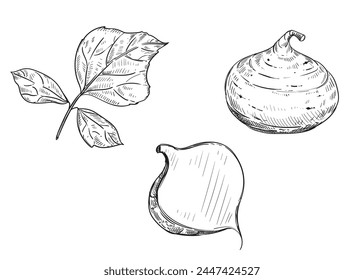 Hand drawn sketch black and white illustration of turnip jicama, root, leaf. Vector illustration. Elements in graphic style label, sticker, menu, package. Engraved style illustration.