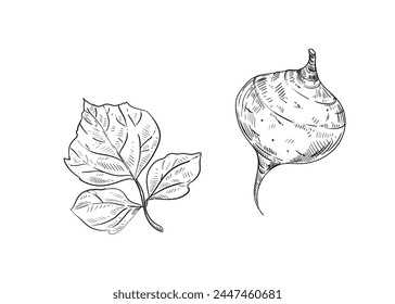 Dibujado a mano boceto en blanco y negro ilustración de nabo jicama, raíz, hoja. Ilustración vectorial. Elementos en estilo gráfico etiqueta, etiqueta engomada, menú, paquete. Ilustración de estilo grabado.