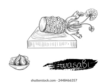 Hand drawn sketch black and white illustration of wasabi, root, leaf. Vector illustration. Elements in graphic style label, sticker, menu, package. Engraved style illustration.