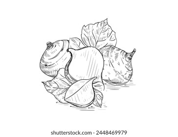 Hand drawn sketch black and white illustration of turnip jicama, root, leaf. Vector illustration. Elements in graphic style label, sticker, menu, package. Engraved style illustration.