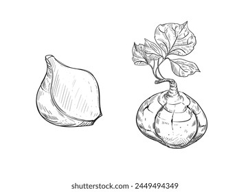 Dibujado a mano boceto en blanco y negro ilustración de nabo jicama, raíz, hoja. Ilustración vectorial. Elementos en estilo gráfico etiqueta, etiqueta engomada, menú, paquete. Ilustración de estilo grabado.