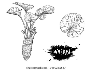 Hand drawn sketch black and white illustration of wasabi, root, leaf. Vector illustration. Elements in graphic style label, sticker, menu, package. Engraved style illustration.