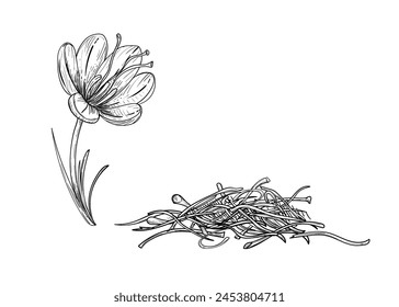 Hand drawn sketch black and white illustration of saffron flowers, crocus, leaf. Vector illustration. Elements in graphic style label, sticker, menu, package. Engraved style illustration.