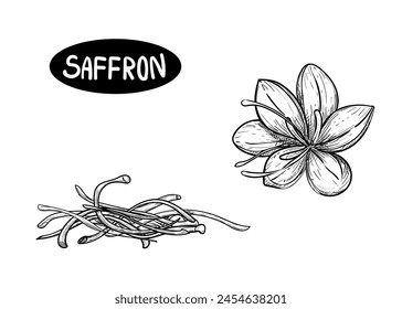 Hand drawn sketch black and white illustration of saffron flowers, crocus, leaf. Vector illustration. Elements in graphic style label, sticker, menu, package. Engraved style illustration.