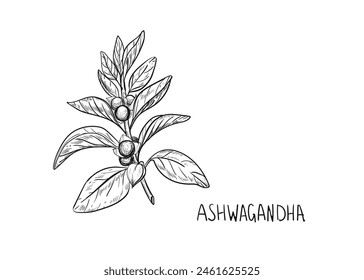 Hand drawn sketch black and white illustration of Ashwagandha branch, plant, leaf. Vector illustration. Elements in graphic style label, sticker, menu, package. Engraved style illustration.