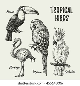 Hand drawn sketch black and white vintage exotic tropical birds set. Vector illustration isolated object