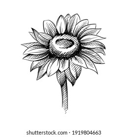 Hand drawn sketch of blooming sunflower on a white background. Sunflower seed. Sunflower. 