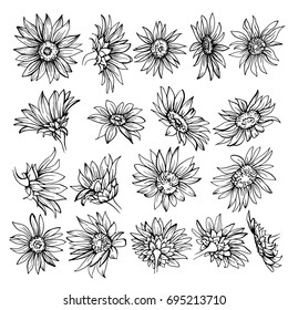 Hand Drawn Sketch Of Blooms. Beautiful Monochrome Black And White Flowers Daisy. Sunflower Sketch. 