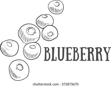 Hand drawn sketch blueberry. Eco food. Vector illustration. blueberry, on the white background.