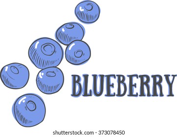 Hand drawn sketch blueberry. Eco food. Vector illustration.  blueberry fruit, on the white background.