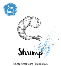 Hand drawn sketch boiled or grilled shrimp. Seafood symbols vector illustration. Prawn.
