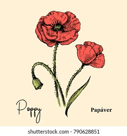 Hand drawn sketch botanical wildflower background. Vector illustration of medical herb. Poppy flower