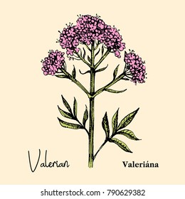 Hand drawn sketch botanical wildflower background. Vector illustration of medical herb. Valerian flower