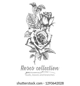Hand drawn sketch bouquet of roses Detailed vintage botanical illuatration Floral black silhouette isollated on white background Creative graphic art in engraving style for card, invitation Vector