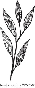 Hand drawn sketch of a branch with leaves, slightly stylized linework drawing in traditional pen and ink style. Perfect for a greeting card, coloring book, stationary flourish, pattern, and more.