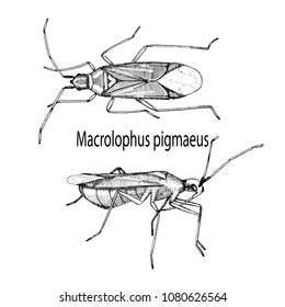 Hand drawn sketch of bug Macrolophus in ink on white background. Vector illustration.