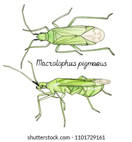 Hand drawn sketch of bug Macrolophus in ink and watercolor on white background. Vector illustration.