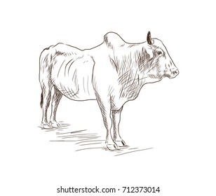 Hand drawn sketch of Bull in vector illustration.