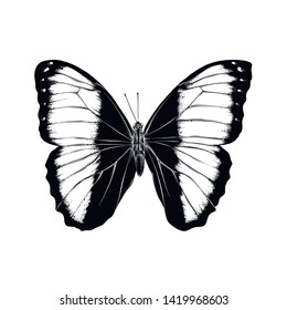 Hand drawn sketch of butterfly in black color. Isolated on white background. Drawing for posters, decoration and print. Vector illustration