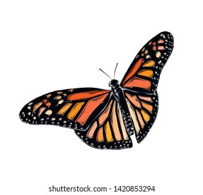 Hand drawn sketch of butterfly in color. Isolated on white background. Drawing for posters, decoration and print. Vector illustration