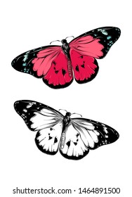 Hand drawn sketch of butterfly in color. Isolated on white background. Drawing for posters, decoration and print. Vector illustration