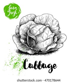 Hand drawn sketch cabbage with big leaves. Fresh farm vegetables vector illustration.