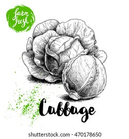 Hand drawn sketch cabbage composition. Fresh farm vegetables vector illustration.