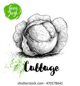 Hand drawn sketch cabbage. Fresh farm vegetables vector illustration.