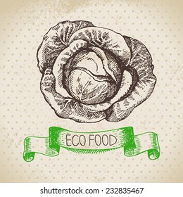Hand drawn sketch cabbage vegetable. Eco food background.Vector illustration